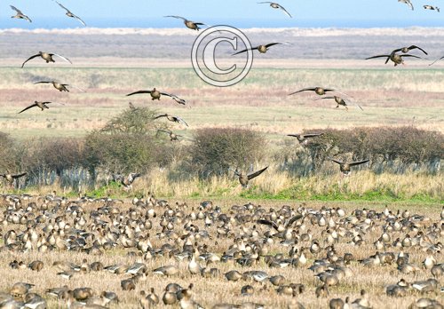 Pink-footed Geese on Stubble 2 DM0403